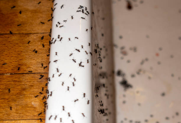 Best Commercial Pest Control Services  in Shreveport, LA