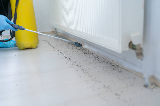 Best Wasp Removal Services  in Shreveport, LA